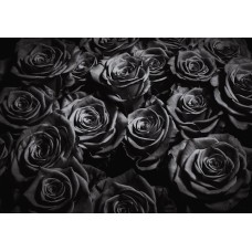 BLACK ROSES